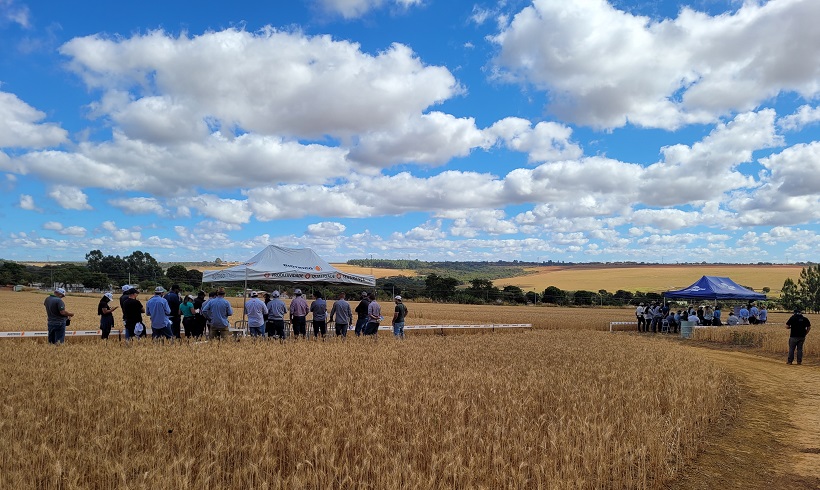 Diario do cerrado: COOPA-DF realiza dia de visitação do trigo safrinha Diario do cerrado: COOPA-DF realiza dia de visitação do trigo safrinha